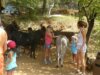 GARD – EMPLACEMENT DANS LES CEVENNES, EN BORDURE DE RIVIERE - 10